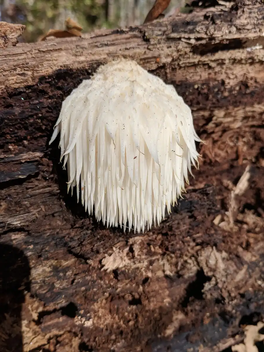 Lion’s mane mushroom fruiting naturally on wood