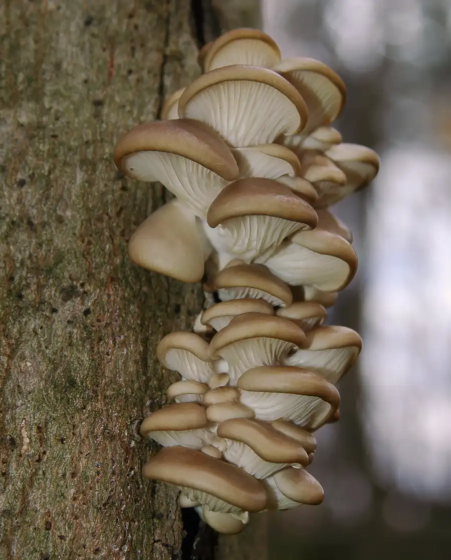 Oyster mushrooms fruiting from hardwood for food and low-input cultivation